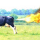 Illustration for article titled Scientists Discover How to Neutralize Cow Farts; Your Farts Next, God Willing